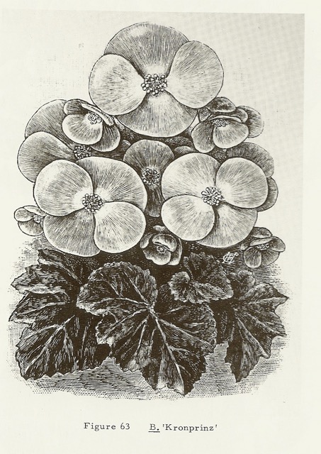 B. ‘Kronprinz’